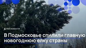 Главную новогоднюю елку страны спилили в Подмосковье