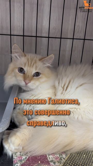 Галиотис ждёт вас в приюте #Муркоша