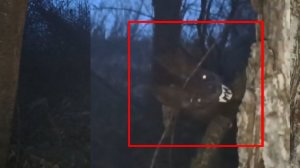 Неизвестное существо напугало оператора в лесах - Жуткий зверь
