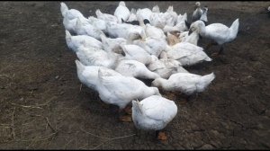 Домашние животные и птицы Гуси