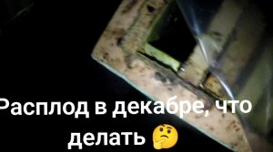 Расплод в декабре, что делать 🤔