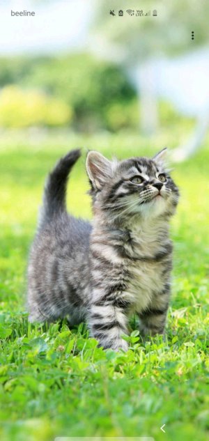 трансляция на улице