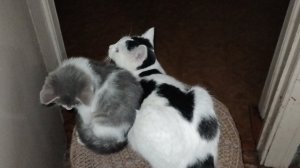 Кошки продолжают тестировать новую игрушку мячик на верёвочке с пружинкой.