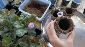 Фиалки-пересадка-перевалка деток!
Простой способ.