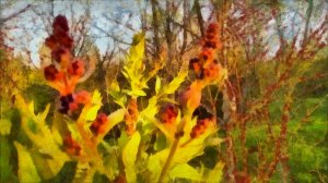 Май. Скоро расцветёт сирень!!!