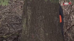 Главная ёлка страны уже на пути в кремль