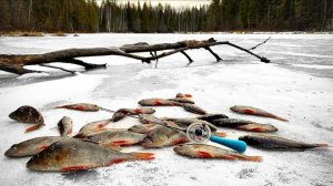 ПЕРВЫЙ ЛЁД 2025-2026 на ЛЕСНОМ ОЗЕРЕ / ЗДЕСЬ ОКУНИ ЗАГИБАЮТ КИВОК! РЫБАЛКА на БЕЗМОТЫЛКУ