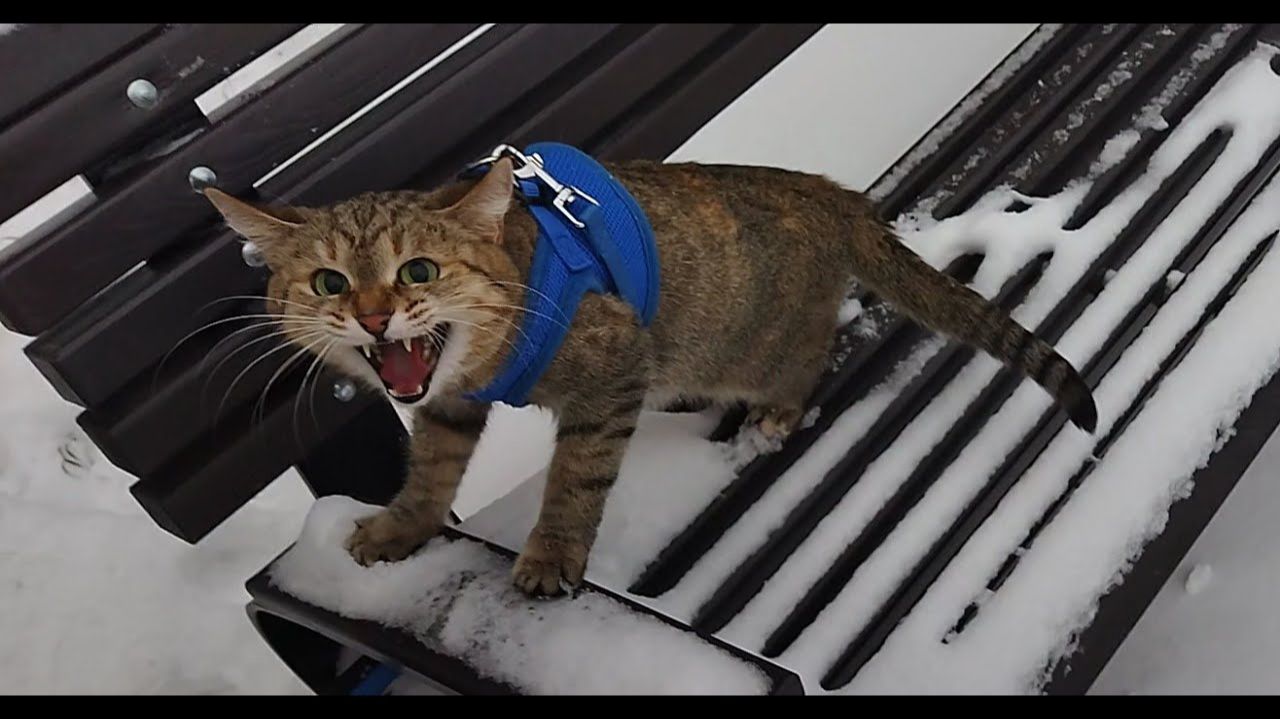 Кошка гадит и гуляет зимой
