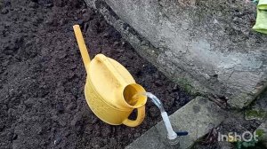 Время обрезать малину в Крыму. Декабрь.