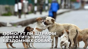 Как бороться с проблемой бездомных животных в Грузии? Власть усиливает контроль