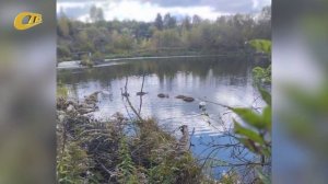 ЖЕЛЕЗНОГОРЕЦ ОБРАТИЛ ВНИМАНИЕ НА ПРОПАЖУ МОЛОДНЯКА ЛЕБЕДЕЙ НА ОЗЕРЕ В ГОРОДСКИХ САДАХ