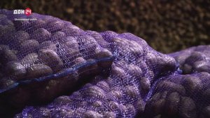 Донской картофель