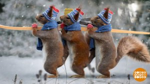 Белки Первого канала: с экрана - на елку! Доброе утро. Фрагмент выпуска от 08.12.2025