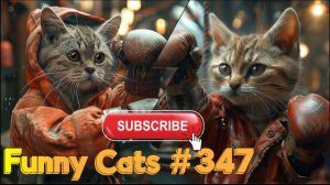 Смешные коты #347