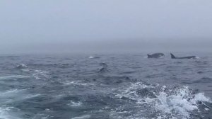 Такое разное Охотское море