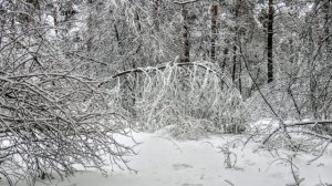 Снежная сказка соснового бора. Пожарники там же были. Птички