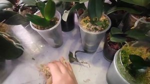 #145 ОрхоVLOG выхода нет, попробую ещё так. Посадка, полив, обзор