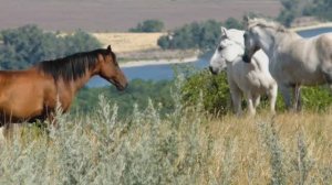 "ВОЙСКОВОЙ СТАРШИНА " Любовь Пузикова-музыка, слова и монтаж клипа, исп. Ольга и Лев Гольченко