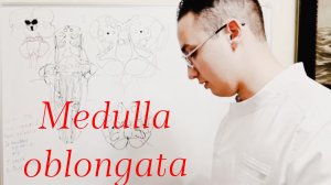 Продолговатый мозг. Ромбовидная ямка. Альтернирующие синдромы продолговатого мозга.