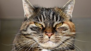 Наглый котяра (Караоке)