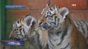 В Московском зоопарке родились тигрята редкого амурского тигра