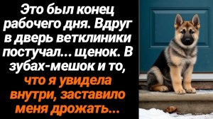 Жизненные Истории/Это был конец рабочего дня и в дверь ветклиники постучал… щенок, в зубах-мешок и