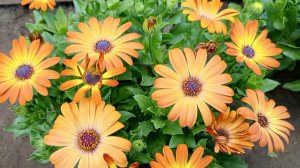 Остеоспермум. Черенкование и посев семян.