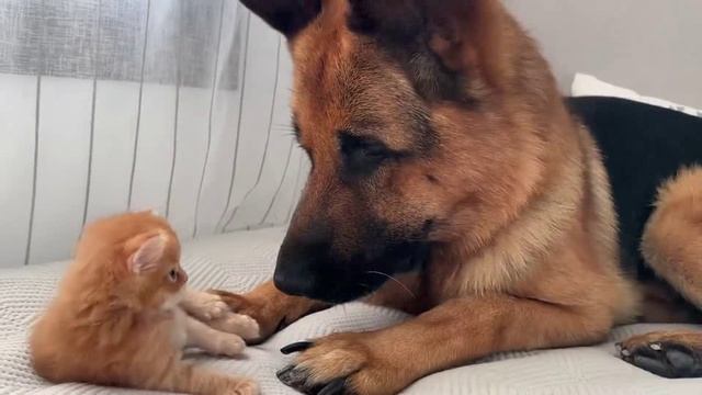 Рыжик покоряет сердце Рекса