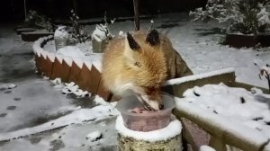 (1192) Лиса приходит в гости. Декабрь 2025