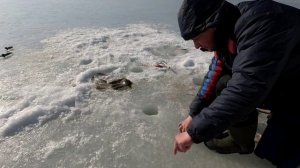 Камбала и наважка в Тавричанке 18.02. Full HD