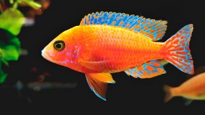 🐠 ОЧЕНЬ КРАСИВАЯ УСПОКАИВАЮЩАЯ МУЗЫКА ДЛЯ СНА 🎵 МЕДЛЕННАЯ РАССЛАБЛЯЮЩАЯ МУЗЫКА ДЛЯ ДУШИ