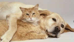 Смешные видео про котов и собак