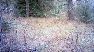 Медведь, лоси, кабаны, куницы, сова и др. Интересная локация, правда качество  не очень…