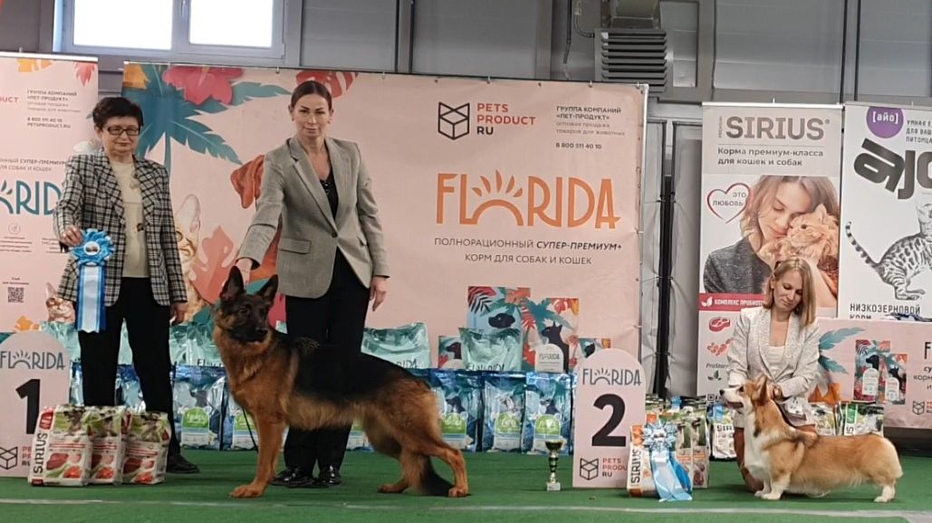 06.12.2025, СПб. Клуб "Империя" (РКФ, РФОС). Выставка собак САС 1 группы FCI