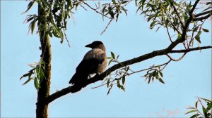 О вороне и сороке