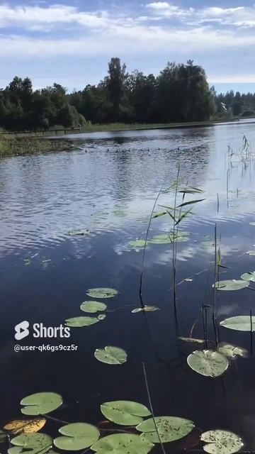 Ленобласть.19.07.2024. Часть 90. Утята. Не опоздать бы на завтрак