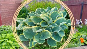 Декоративно лиственные многолетние растения в начале лета. Изменчивость и новизна.