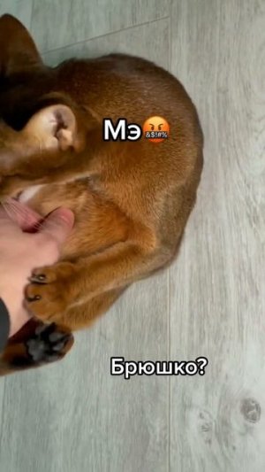 Хорошее настроение с Веселыми Лапками :)