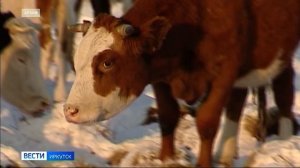 Больше 30 тонн продукции животного происхождения сняли с продажи в Прибайкалье