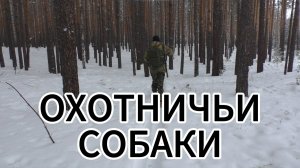 Охотничьи собаки