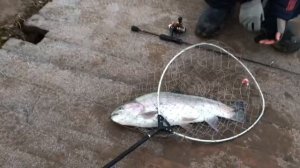 поимка форели на блесну