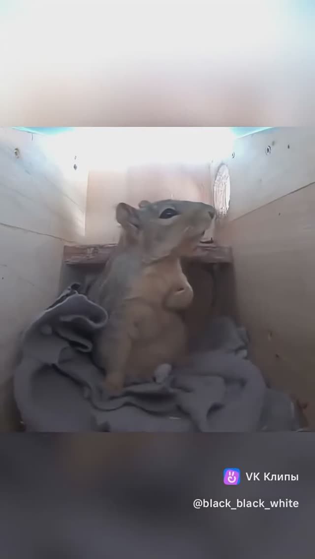 Как животные боятся грозы)