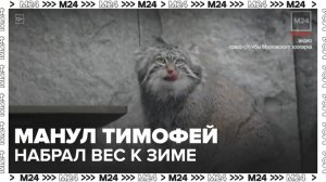 Манул Тимофей из Московского зоопарка набрал вес к зиме - Москва 24