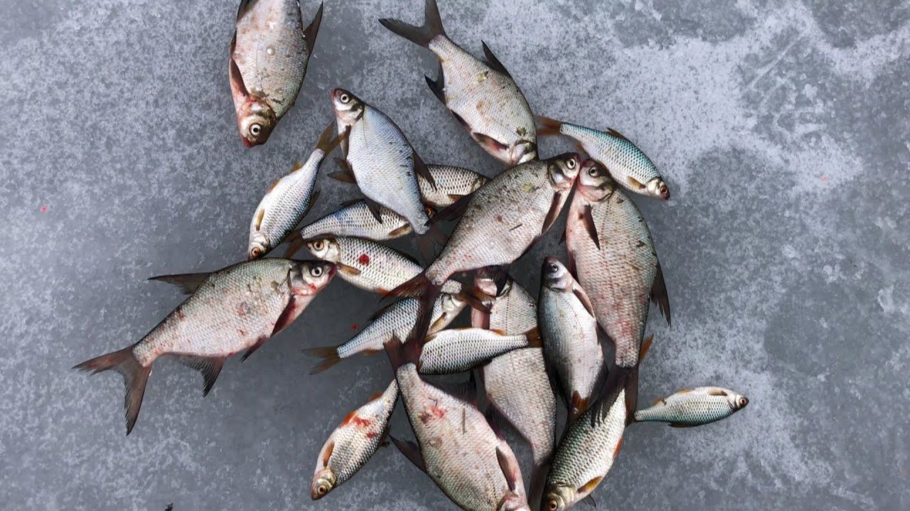 Зимняя Суровая Сибирская Рыбалка Ловим Окуней и не Только Смотреть Онлайн Мужские Моменты Рыбалка