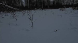 ГОД ОЖИДАНИЙ. ЧЕРНЫЕ ТЕТЕРЕВА. АФГАНСКИЙ КАЗАН ПОЛНЫЙ ЗАЙЧАТИНЫ.