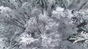 Успейте до Нового года. Что притянет чудо в 2026 году_