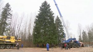 Соборную площадь Кремля украсит столетняя ель из Рузского района Подмосковья.