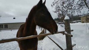 ЧЁРНЫЕ КОНИ НА БЕЛОМ СНЕГУ