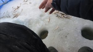 Рыбалка на корюшку писуч. Протока Сазанья.