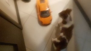 Майла .Джек-рассел терьер .Доставка с озона.Красноярск